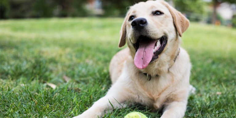Dog with tennis ball.