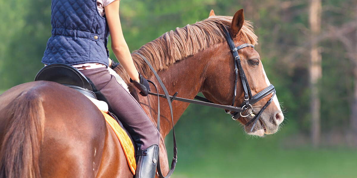 Equine athlete being ridden.