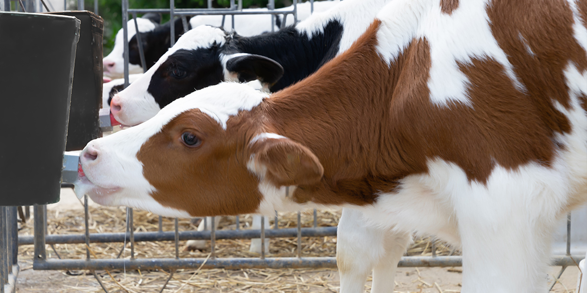 Healthy Calves Start with Zinpro® Premolac® Colostrum – Products