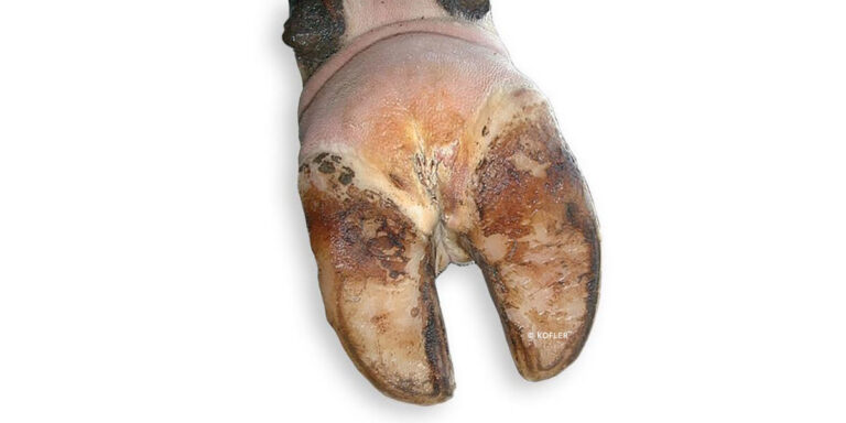 Close up of cow hoof with foot rot.