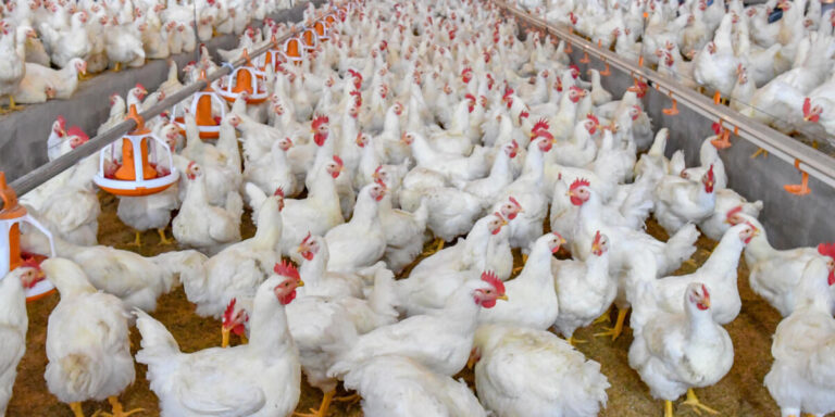 Group of broilers at a facility.
