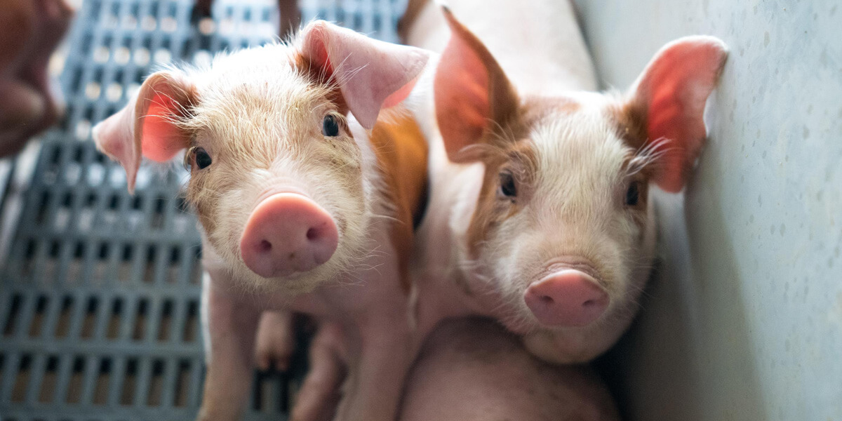 Pair of piglets