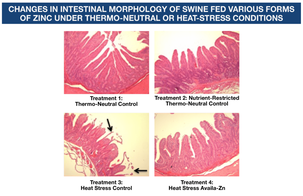 Trace Minerals Can Counter Reproductive Problems in Swine – Zinpro®