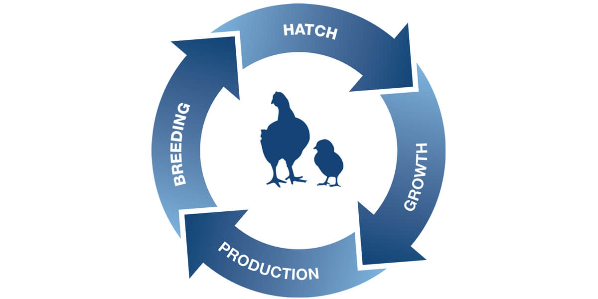 Poultry Lifetime Performance logo.