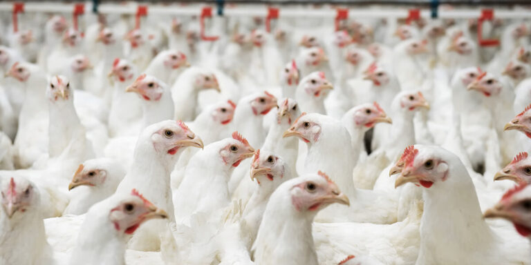 Broilers in a modern production facility.