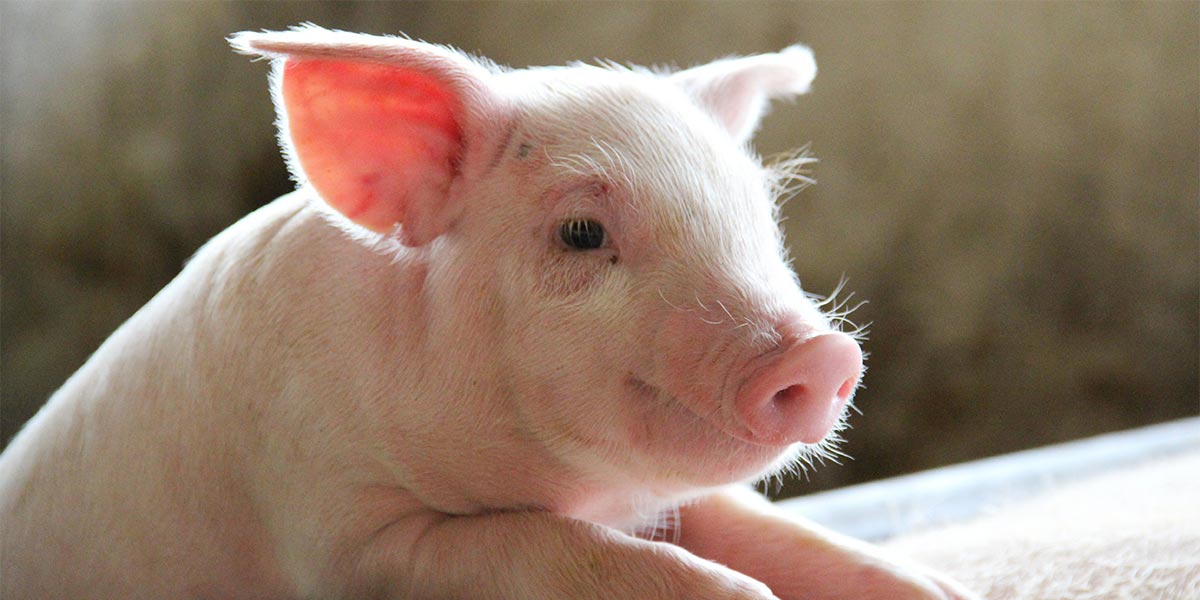 Piglet in a commercial farm