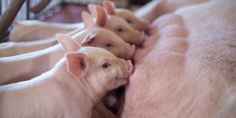 Piglets nursing on the sow.