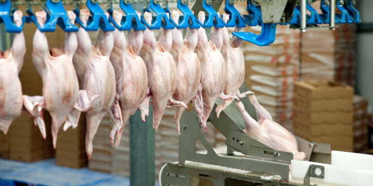 Broiler carcasses in a processing plant.