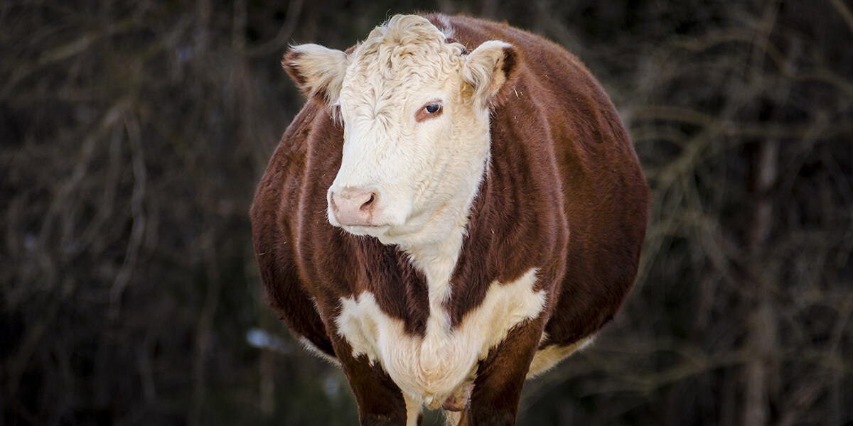 Pregnant beef cow.