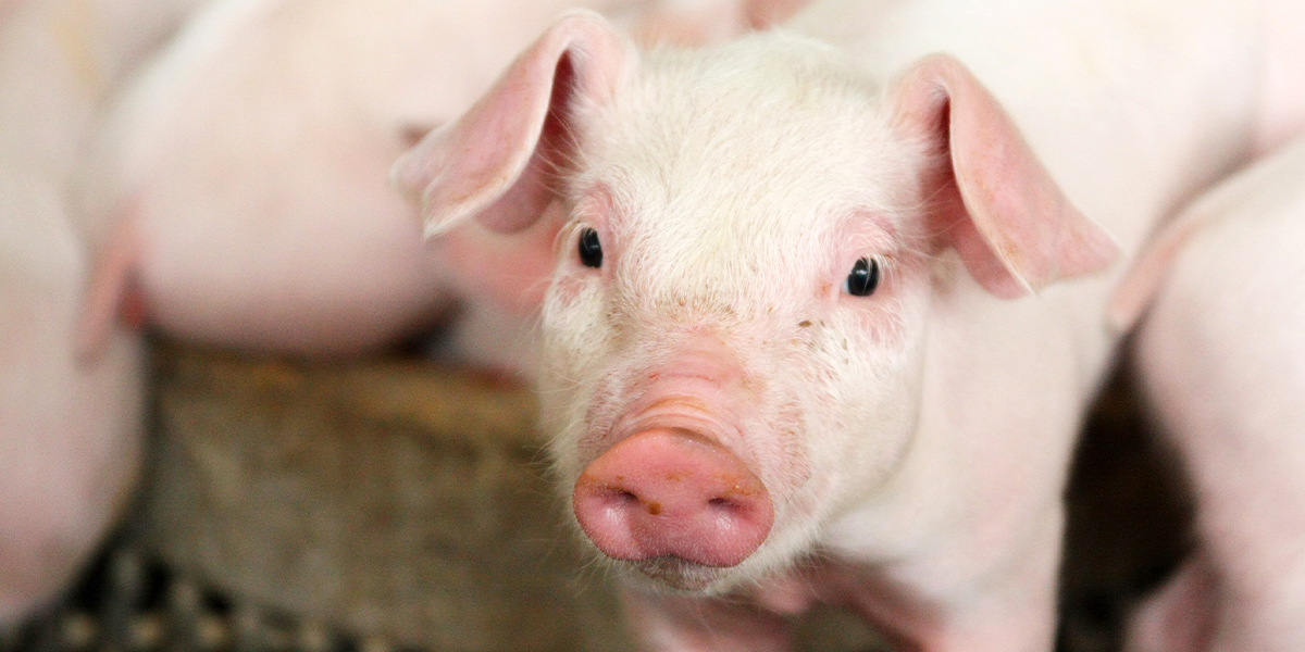Trace Minerals Can Counter Reproductive Problems in Swine – Zinpro®