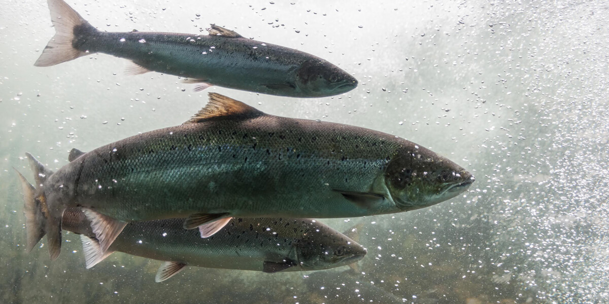 Salmon swimming underwater.