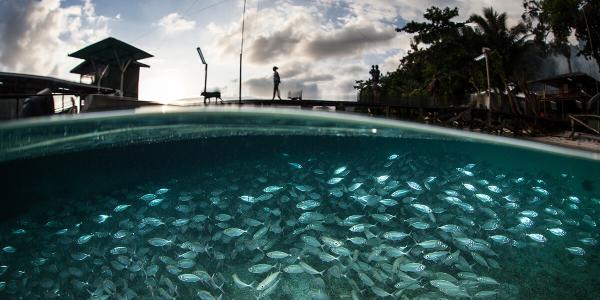 School of fish in the water