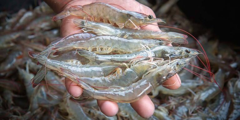 Live shrimp in a shrimp farmer's hand.