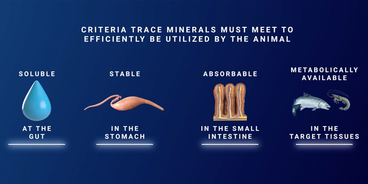 Trace Minerals Can Counter Reproductive Problems in Swine – Zinpro®