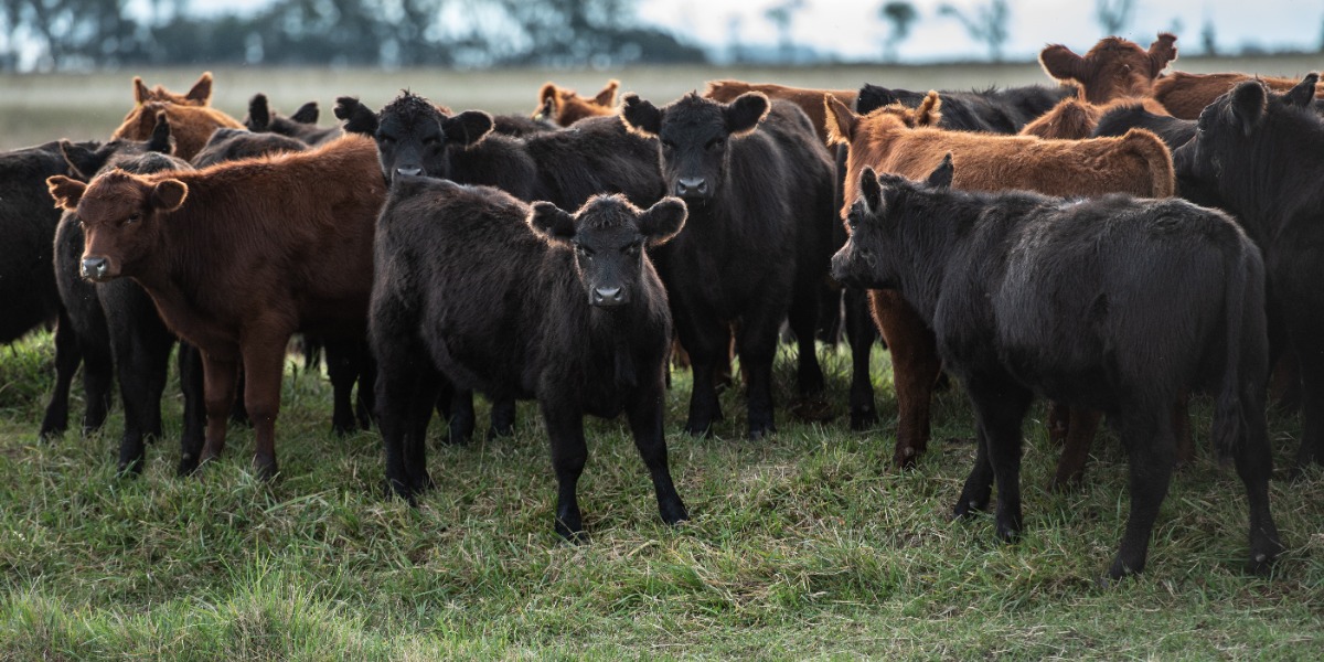 Setting Beef Cows Up to Produce the Best Colostrum for Calves