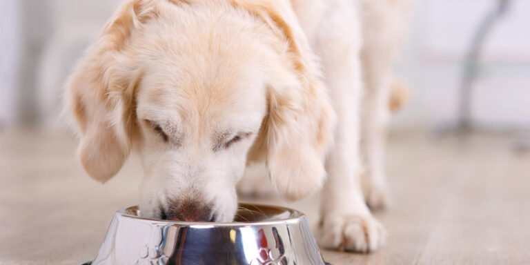 Dog eating from a bowl.