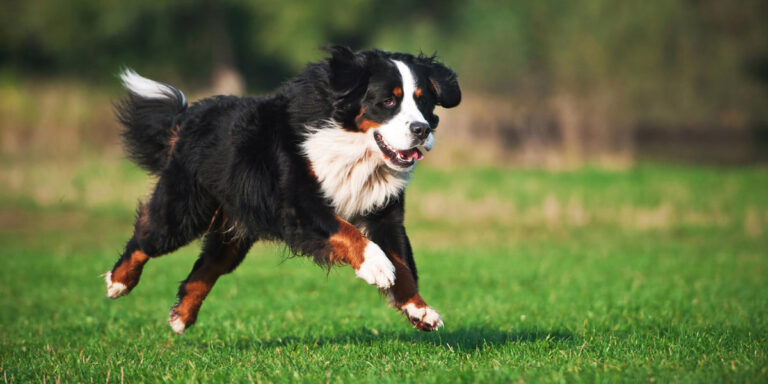 Dog running in a yard.