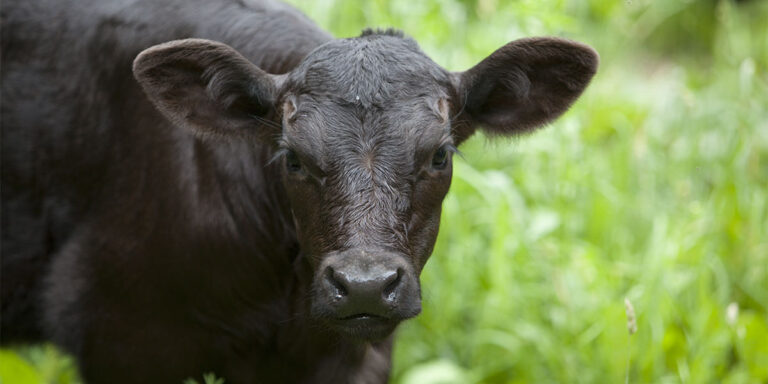 Weaned calf, close up.