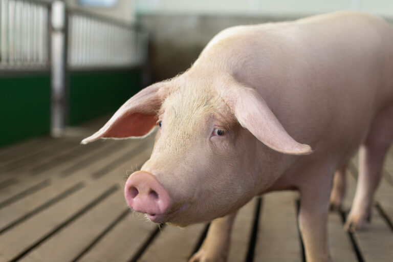 Trace Minerals Can Counter Reproductive Problems in Swine – Zinpro®