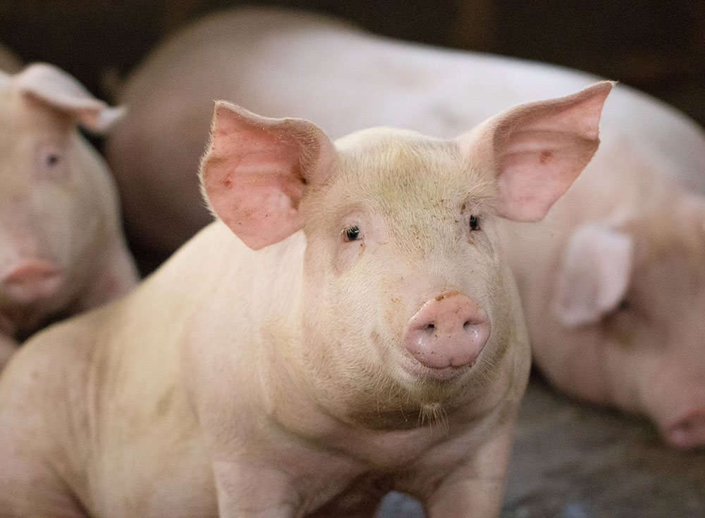 Trace Minerals Can Counter Reproductive Problems in Swine – Zinpro®