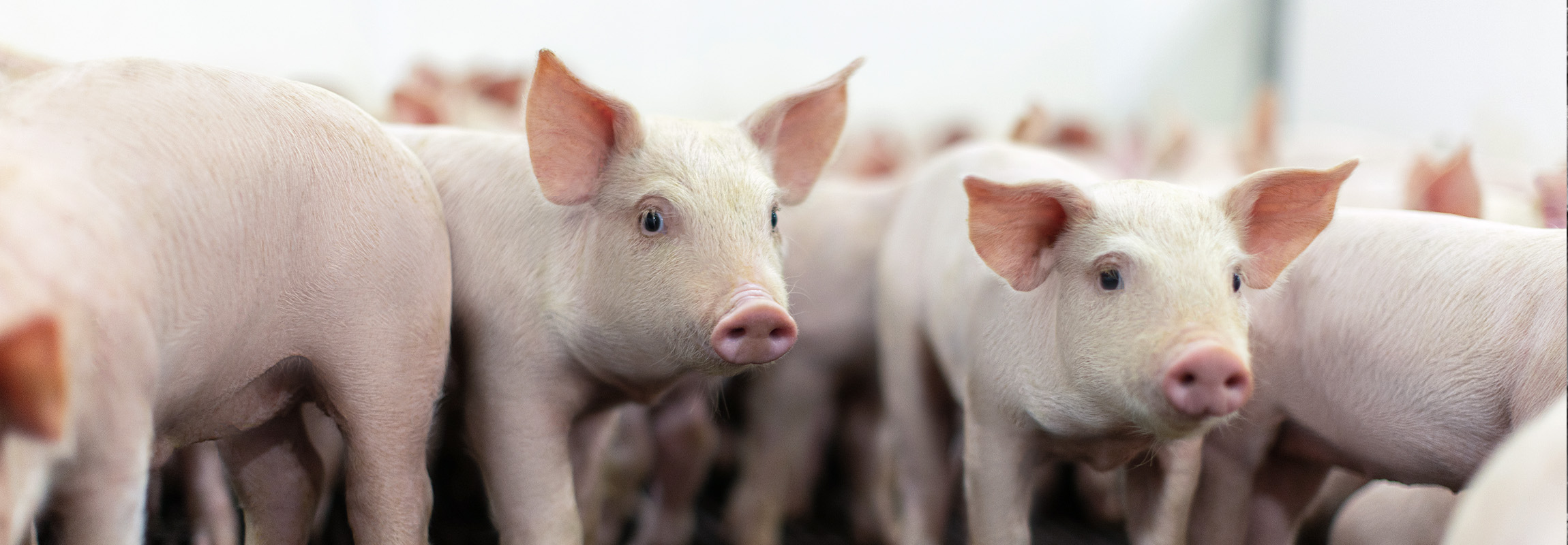 Trace Minerals Can Counter Reproductive Problems in Swine – Zinpro®