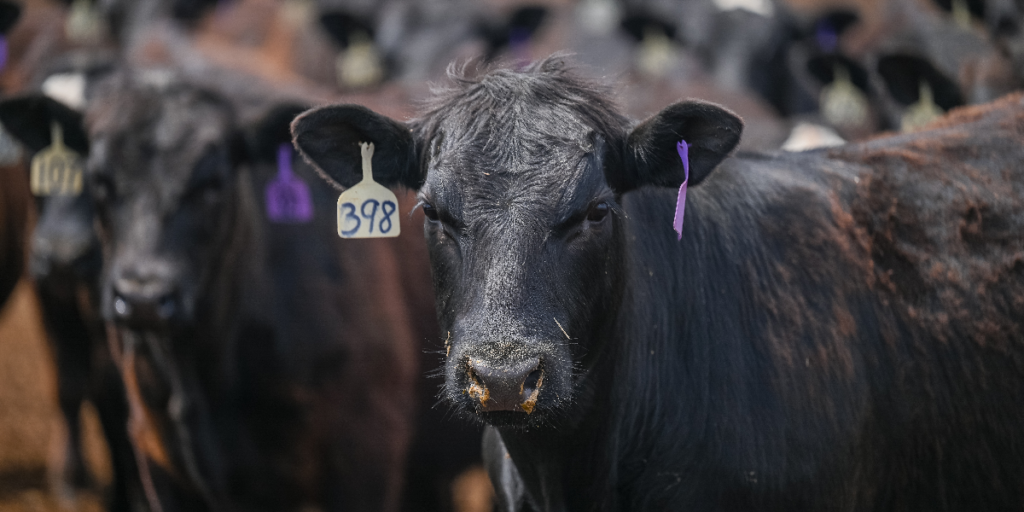 Improve Beef Cattle Health Management and Immunity with Zinpro® Zinpro