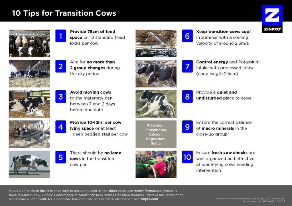 Zinpro_10-Tips-for-Transition