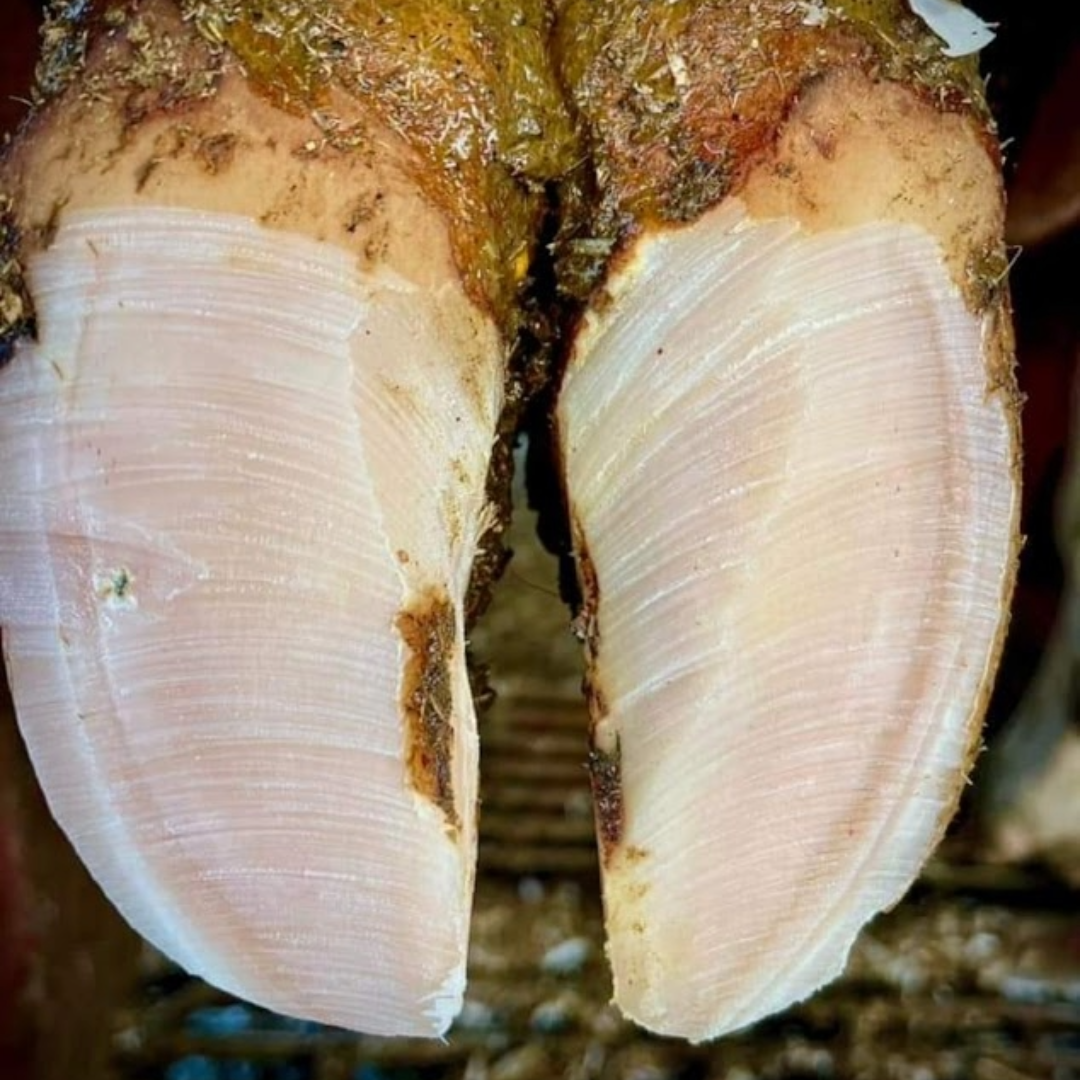 Hidden Risks of Over-Trimming | Zinpro