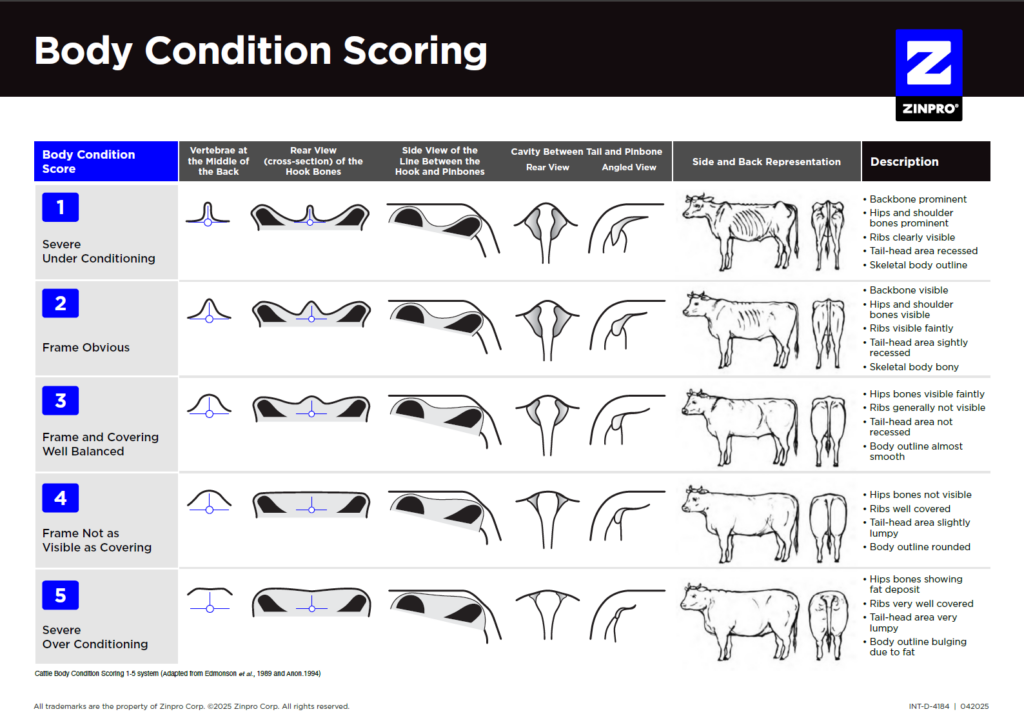 Body Condition Scoring Cover