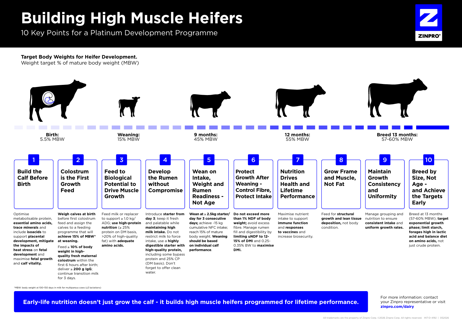 building-high-muscle-heifers
