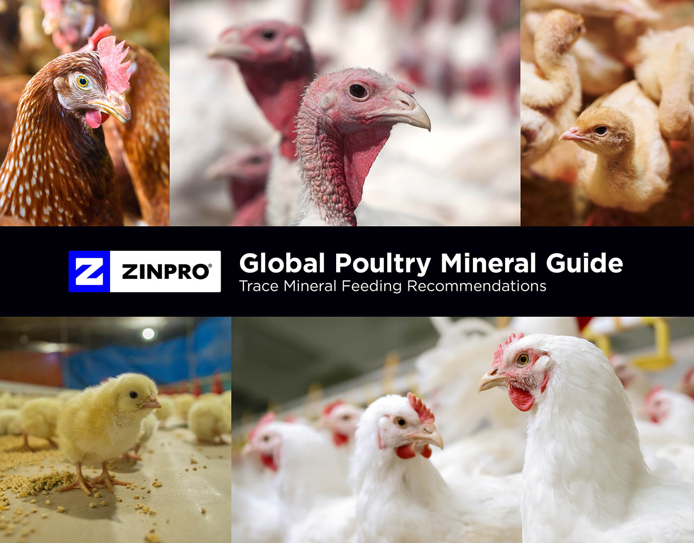 Poultry Mineral Guide – Zinpro®